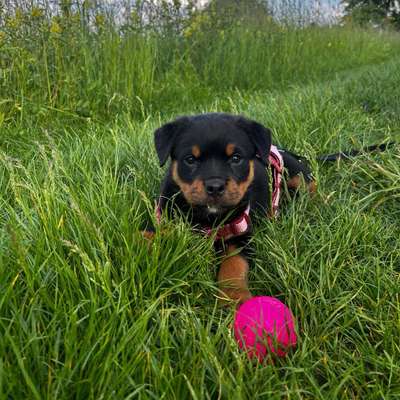Hundetreffen-Welpentreffen-Bild