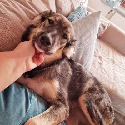 Hundetreffen-Spiele- und Gassirunden 🐶🐾-Bild