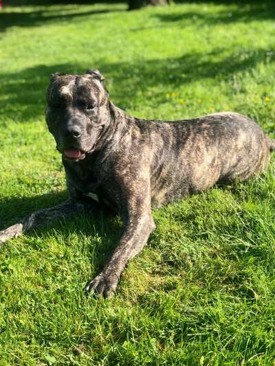 Presa Canario-Beitrag-Bild