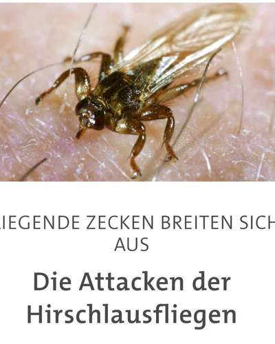 Kleine dunkle Viecher am Ohrrand-Beitrag-Bild