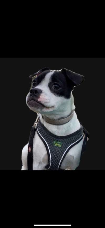 Zeigt her eure Frenchi-Beitrag-Bild