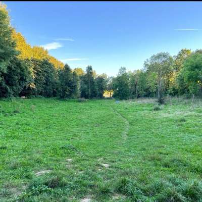 Hundetreffen-Welpen und Kleinhunde Treff-Bild