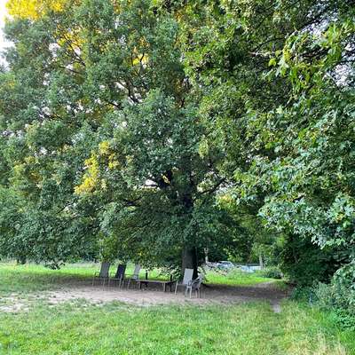 Hundetreffen-Welpen und Kleinhunde Stunde-Bild