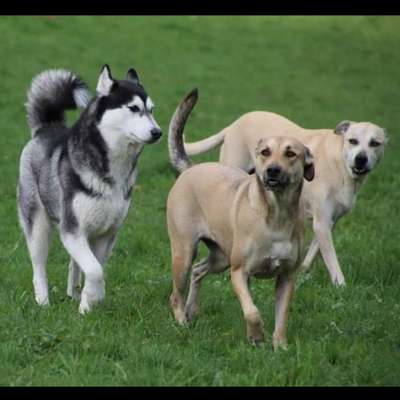 Weitere Unternehmen-Hundewiese Übach Ga-La-Pa-Bild