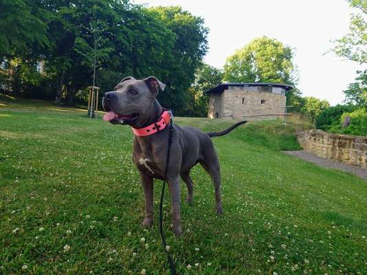 Wie kamt ihr auf die Rasse eures Hundes?-Beitrag-Bild