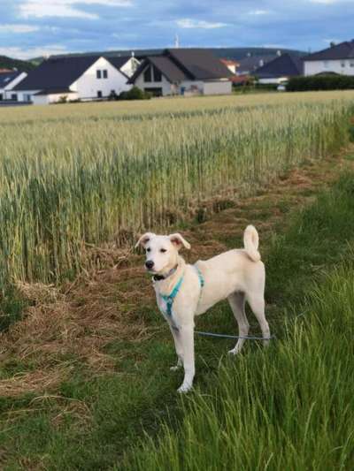 Hundetreffen-Junghunde treff Hargesheim-Bild