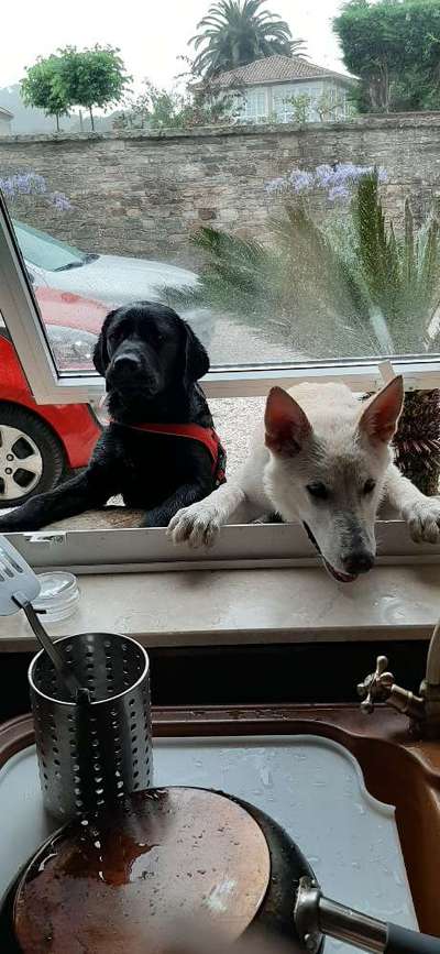 Dogorama Photo Challenge - Tierischer Urlaub-Beitrag-Bild