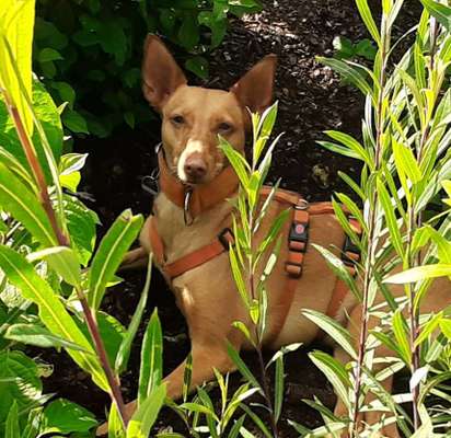 Die Dogorama Kalender Challenge Titelbild-Beitrag-Bild