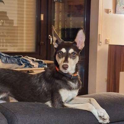 Hundetreffen-Sozialisierung-Bild