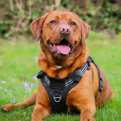 Hundetreffen-Über Spielkameraden würden wir uns freuen-Bild