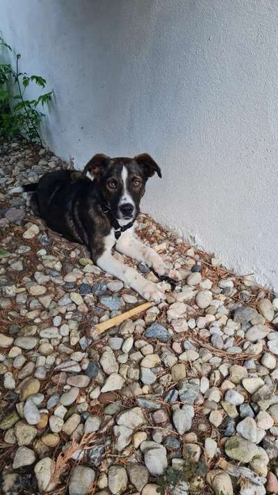 Auslandstierschutz-Beitrag-Bild