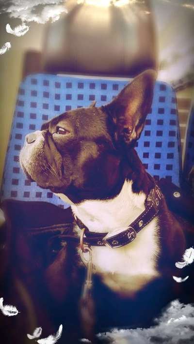 Französische Bulldoggen-Beitrag-Bild