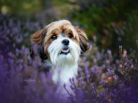 Hundetreffen-Havaneser Cookie (Rüde, kastriert) sucht neue Gassifreunde-Bild