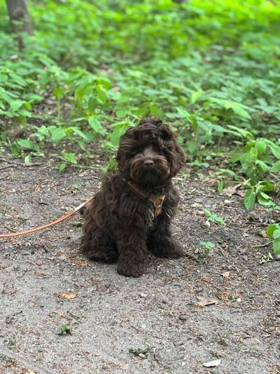 Cockerpoo (Englischer Cockerspaniel +Pudel)-Beitrag-Bild
