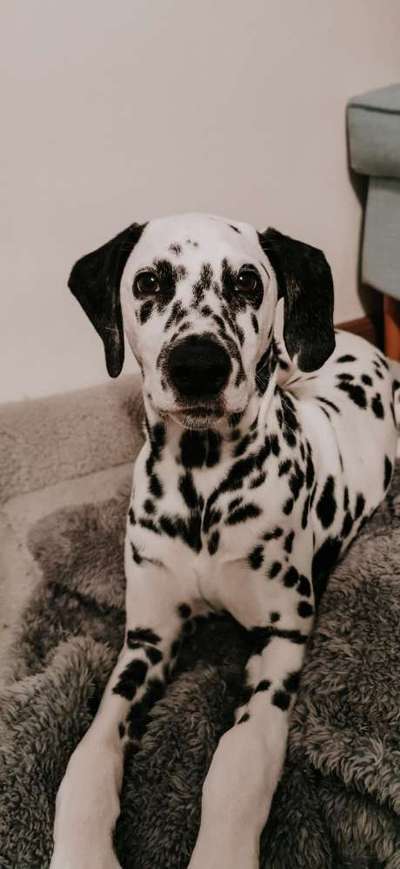 Dogorama Photo Challenge - Portrait-Beitrag-Bild