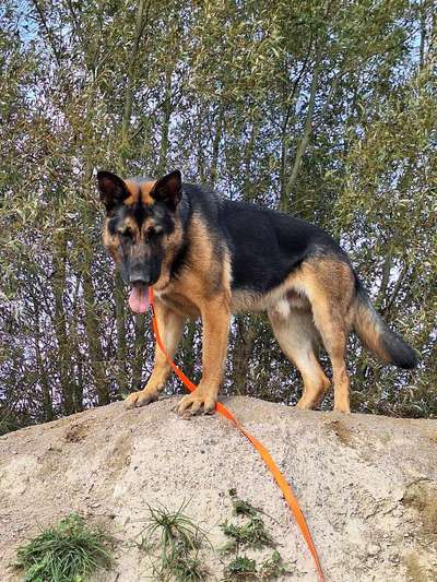 Schäferhund-Fans?-Beitrag-Bild