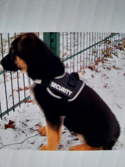 Welpen Bilder !-Beitrag-Bild