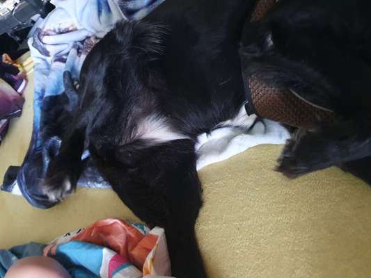 Dogorama Photo Challenge - Zeigt her eure Bäuche-Beitrag-Bild