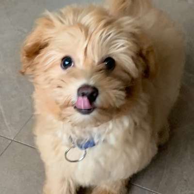 Hundetreffen-Welpen treffen