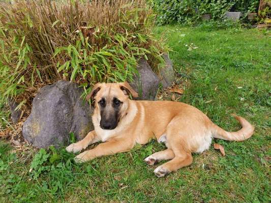 Auslandstierschutz-Beitrag-Bild