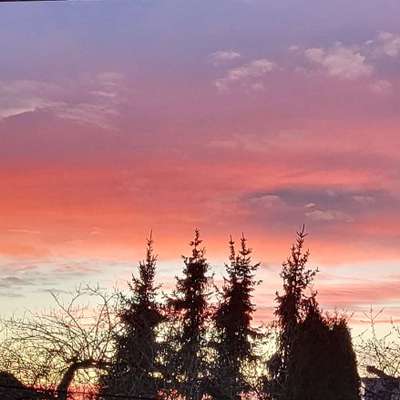 Hundetreffen-Hundetreff