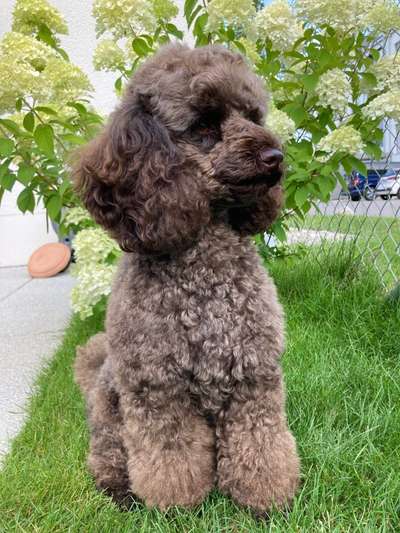 Pudel-Treffen-Beitrag-Bild