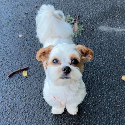 Hundetreffen-Gassi-/Spieltreffen kleine Rassen-Bild