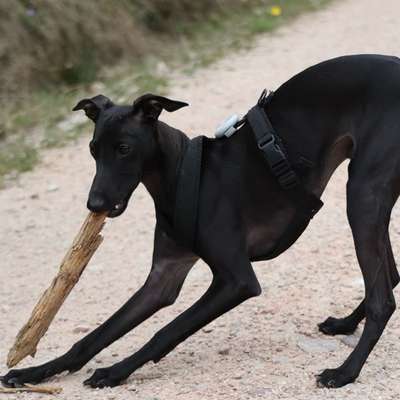 Hundetreffen-Gassi-Gesellschaft gesucht-Bild