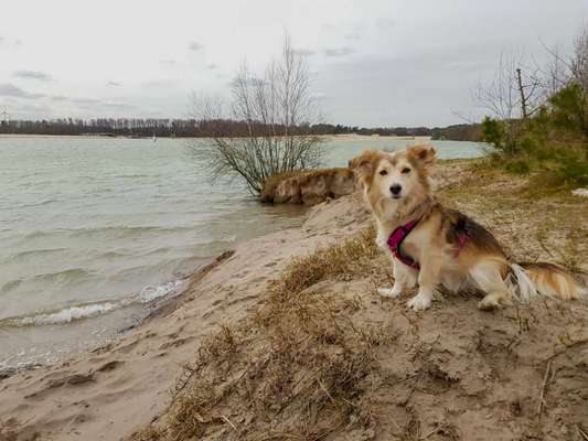 Dogorama-Monats-Challenge-Mai "Wasser"-Beitrag-Bild