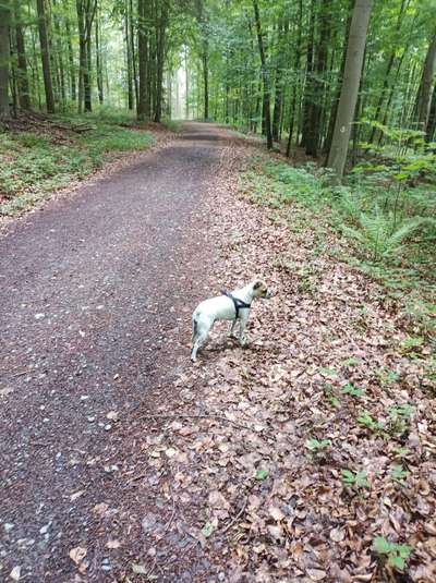 Foto -Challenge  Thema : Dein Hund Im Wald-Beitrag-Bild