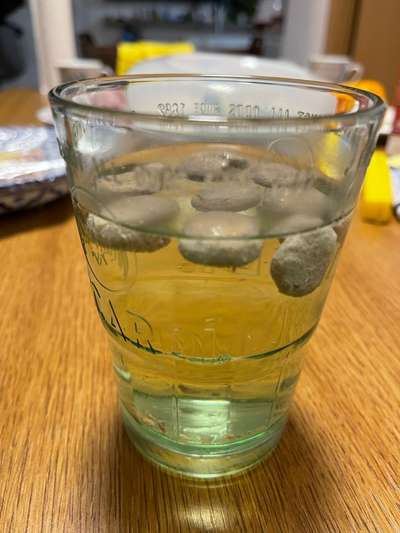 Trockenfutter Test im Wasserglas-Beitrag-Bild