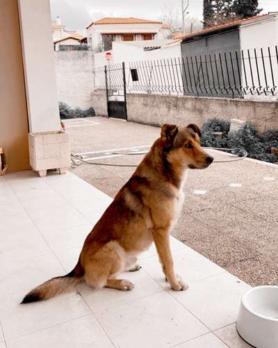 Straßenhund-Beitrag-Bild