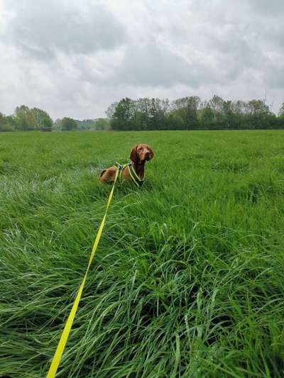 Magyar Vizsla UK-Beitrag-Bild