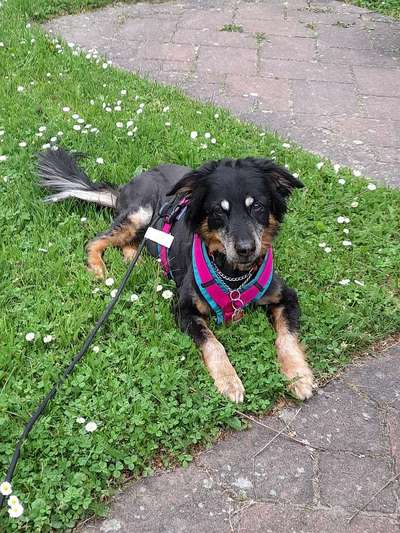 Harzer Fuchs-Beitrag-Bild