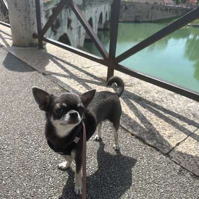 Hundetreffen-Gassi Runde / Social Walk Musikerviertel/ Rosenau-Bild