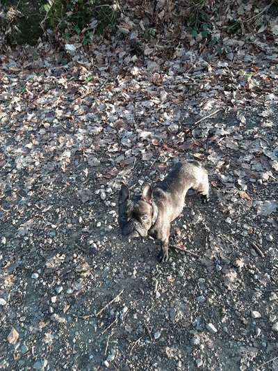 Hundetreffen-Hundefreund für Mittagsspaziergang im Eschweiler Wald gesucht!-Bild