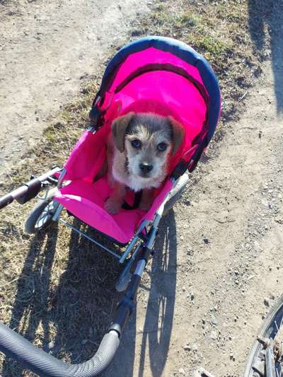 Dogorama Photo Challenge - Der Frühling kommt-Beitrag-Bild