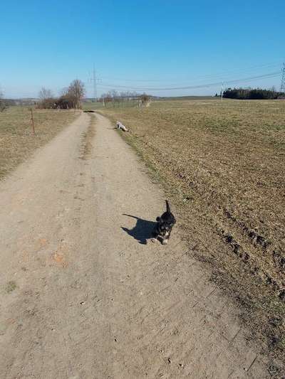 Dogorama Photo Challenge - Der Frühling kommt-Beitrag-Bild