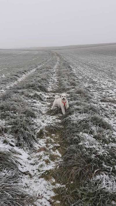 Foto Challenge Nr.: 114
Hunde im Schnee-Beitrag-Bild