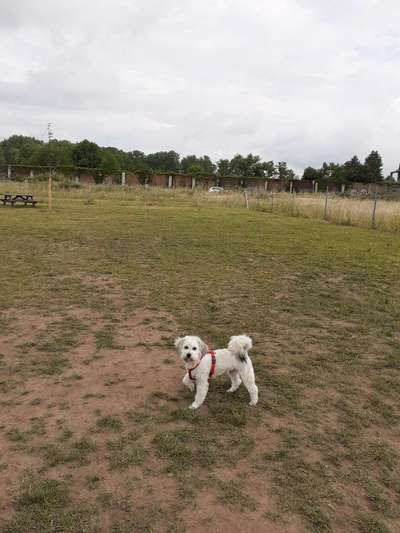 Hundeauslaufgebiet-Hundewiese Langenselbold-Bild