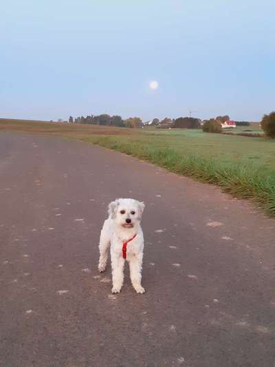 Reinrassige Hunde?-Beitrag-Bild