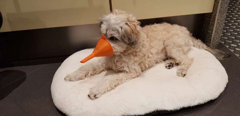 Hunde Memes-Beitrag-Bild