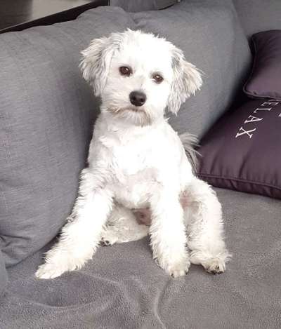 Seltene Rassen!-Beitrag-Bild