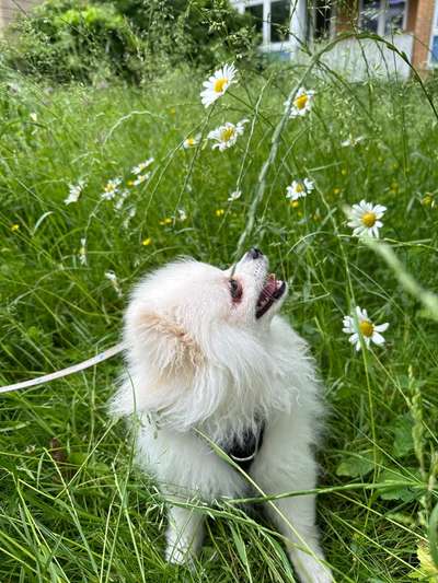 Hundetreffen-Suche gelassenen Hund als Gassifreund-Bild