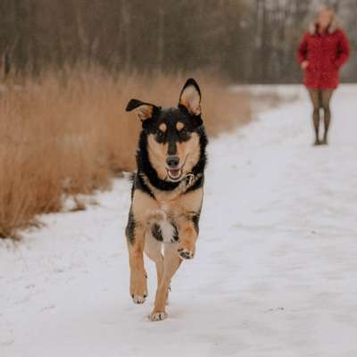 Hundetreffen-Hunderunde, Spieletreff-Bild