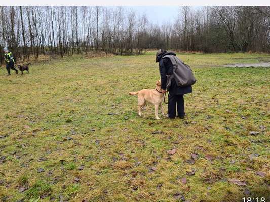 Hundetreffen-Dummytraining-Bild