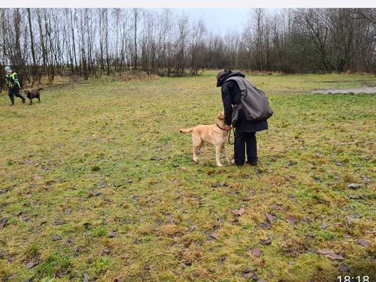 Hundetreffen-Dummytraining-Bild