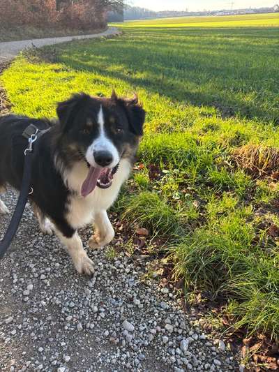 Hundetreffen-Gassirunde / Spielerunde-Bild