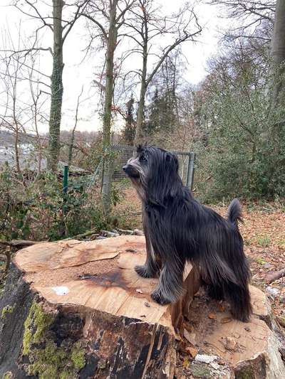 Berger des Pyrénéés-Beitrag-Bild