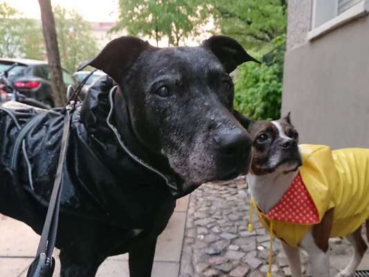 Die Dogorama Wochen Challenge: “Regenspaziergänge"-Beitrag-Bild